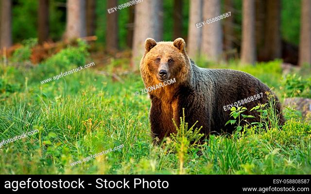 brown bear, ursus arctos, standing in forest in summer nature in sunlight. Wild mammal looking to the camera inside sunny woodland