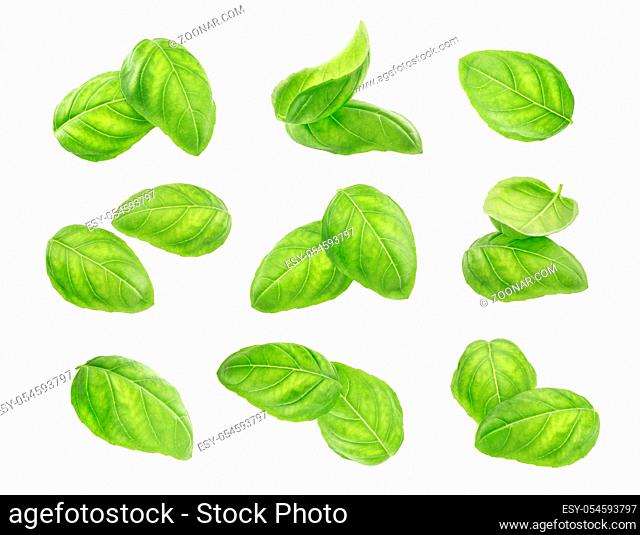 Basil leaves spice closeup isolated on white background, with clipping path