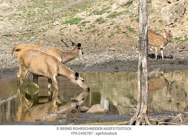 Sambar (Rusa unicolor) and Spotted deer (Axis axis) at lake, Pench National Park, Madhya Pradesh, India