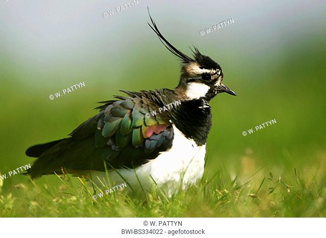northern lapwing (Vanellus vanellus), standing on a meadow, Belgium