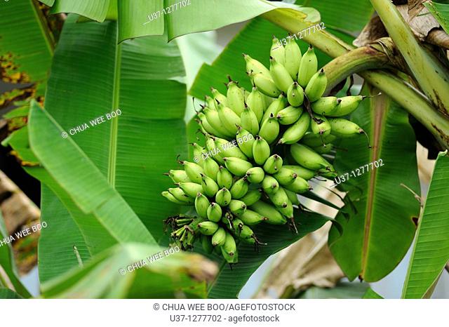 Banana trees, Kuching, Sarawak, Malaysia