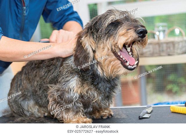 Smiling Dachshund during the grooming. The dog is sitting on the grooming table