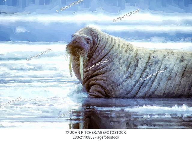 Walrus bull in Canadian High Artic