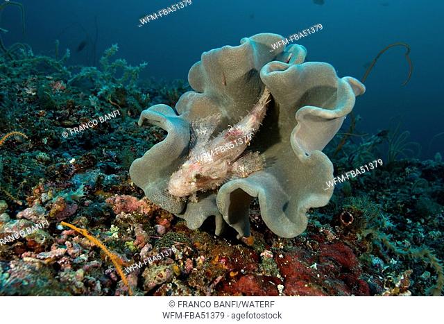 Raggy scorpionfish inside a mushroom leather coral, Scorpaenopsis venosa, Island Malapascua, Cebu, Philippines