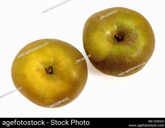 Malus domestica, cultivated apple (Malus domestica), apple, apples, rose family, Canada Apple, malus domesticas exempt, cultivated apple, apple, apples