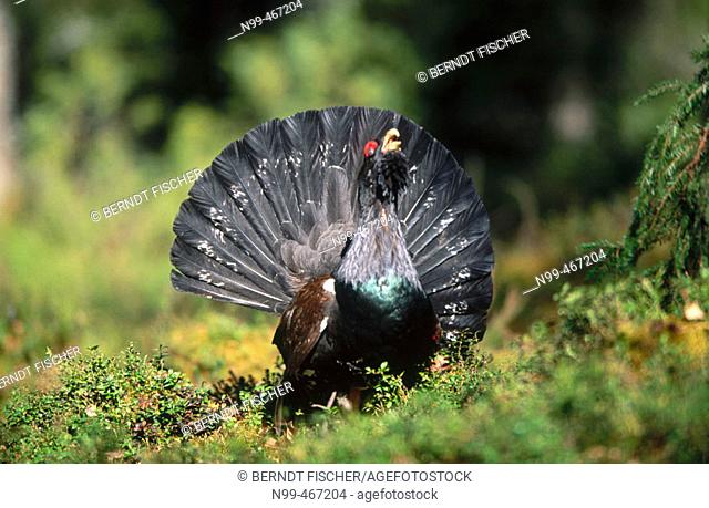 Capercaillie (Tetrao urogallus) displaying. Spring. Pine forest near Oulo. Finland