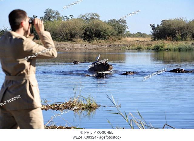 Africa, Botswana, Okavango Delta, Man viewing hippos through binoculars, rear view