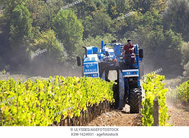 grape harvesting machine, grape harvest, vineyards, chianti, area of brolio, province of siena, tuscany, italy, europe