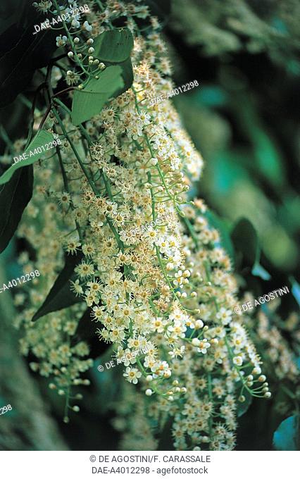 Botany - Rosaceae - Portugal laurel (Prunus lusitanica) - Belgium, Arboretum Kalmthout
