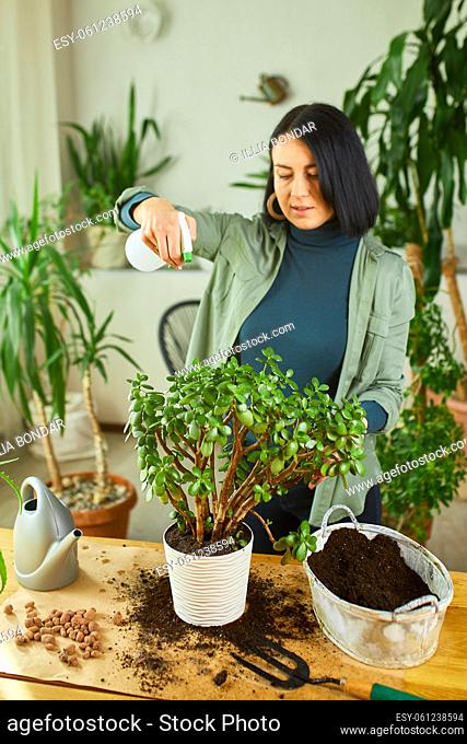 Woman gardener spraying Crassula at home, taking care of home plants, Greenery at home, love of plants, indoor cozy garden