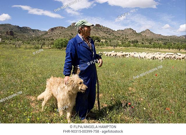 Sheep farming, shepherd with sheepdog, standing near flock, Sierra de Segura Mountains, Castilla la Mancha, Spain, may