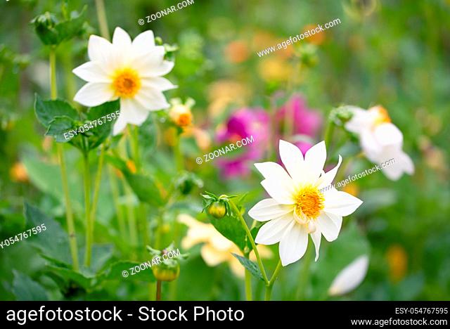 White anemone or dahlia flowers in the field of flowers in the garden