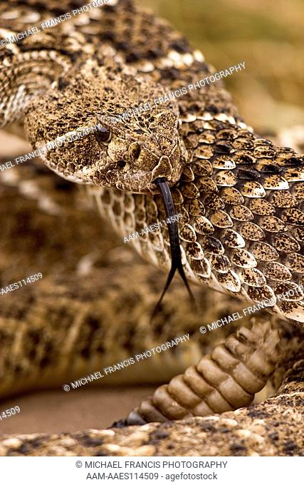 Western Diamondback Rattlesnake (Crotalus atrox.) Weaver Ranch, TX, Texas