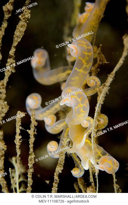 Phyllodesmium Nudibranch on hydroids Kareko Point dive site, Lembeh Straits, Sulawesi, Indonesia