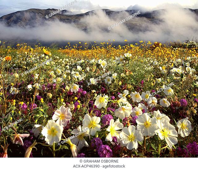 Desert in Bloom, Anza-Borrego St. Park, San Diego County, Southern California, United States of America