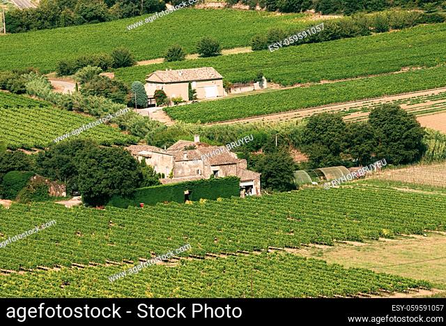 Vineyard of the South of France. Sunny summer day. Agricultural landscape