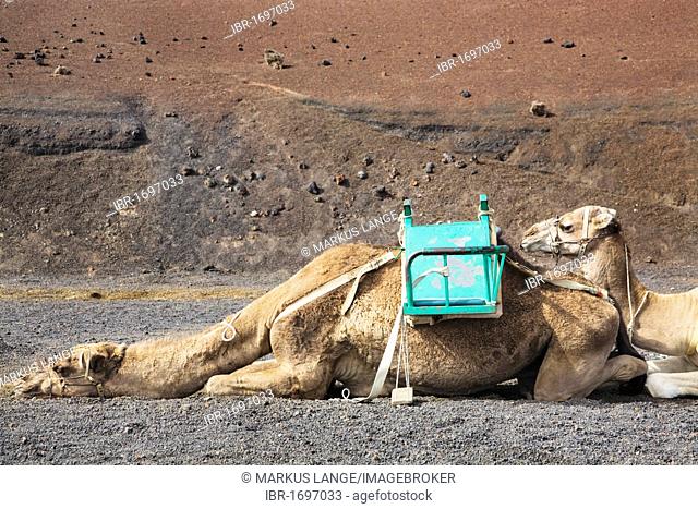 Dromedaries taking a rest at the dromedary station, Timanfaya National Park, Lanzarote, Canary Islands, Spain, Europe