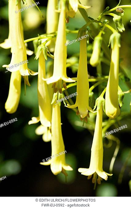 Cape fuchsia, Phygelius 'Funfare Yellow', Several pendulous tubular flowers growing on a plant outdoors