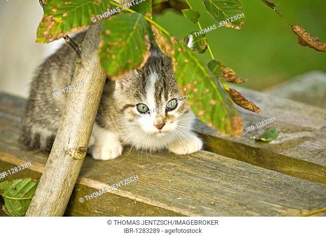 Domestic cat cowering under a branch