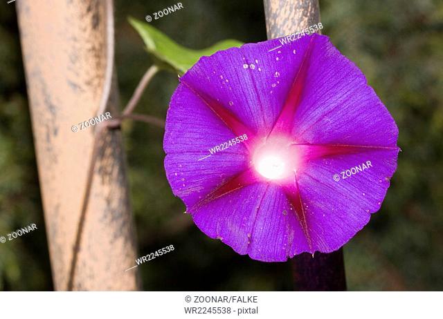 Common morning glory Ipomoea purpurea