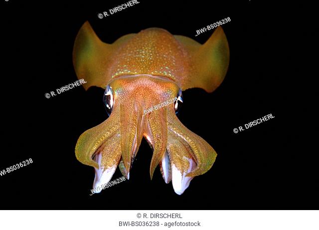 bigfin reef squid (Sepioteuthis lessoniana), swimming, at night, Indonesia, Bali