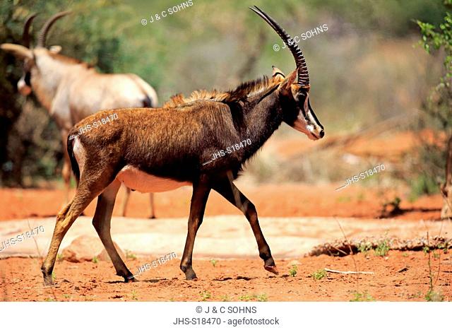 Sable Antelope, (Hippotragus niger), adult male, Tswalu Game Reserve, Kalahari, Northern Cape, South Africa, Africa