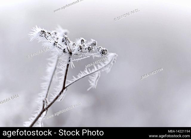 umbel covered with hoarfrost, Germany, Baden-Wuerttemberg