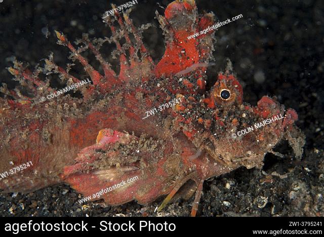 Spiny Devilfish (Inimicus didactylus), Slow Poke dive site, Lembeh Straits, Sulawesi, Indonesia
