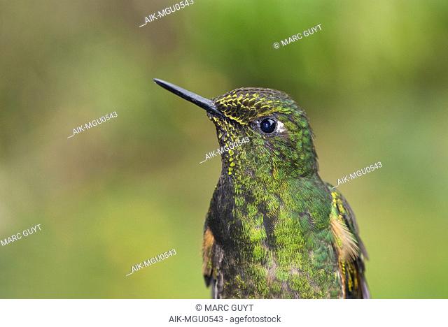 Buff-tailed Coronet (Boissonneaua flavescensa) close-up of bird in Colombia
