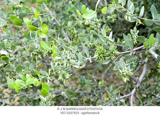 Jojoba (Simmondsia chinensis) is a deciduous shrub endemic to southwestern USA and northwestern Mexico. Their seeds produce jojoba oil