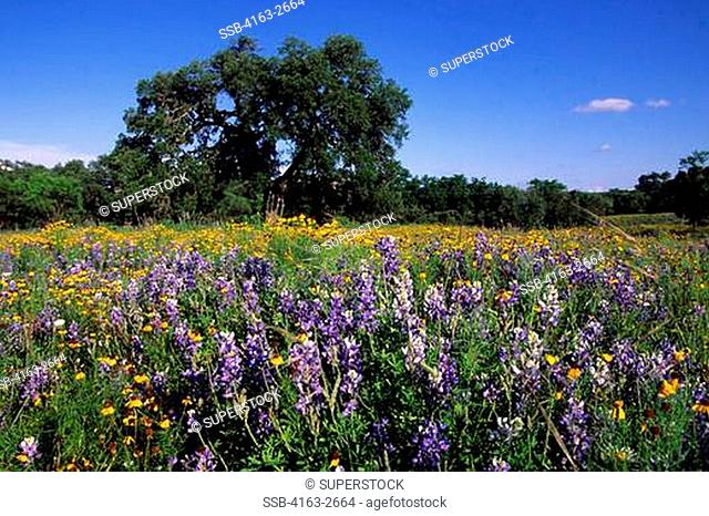 USA, TEXAS, WILLOW CITY LOOP, TEXAS BLUEBONNETS AND BROWN BITTERWEED IN PASTURE
