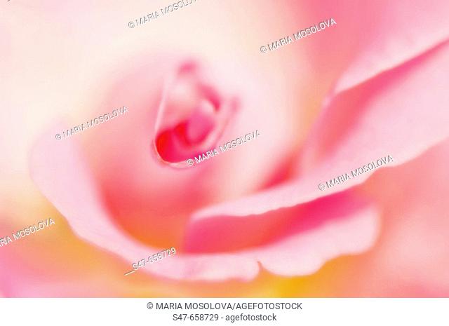 Pink Rose Close-up. Rosa hybrid. May 2007, Maryland, USA