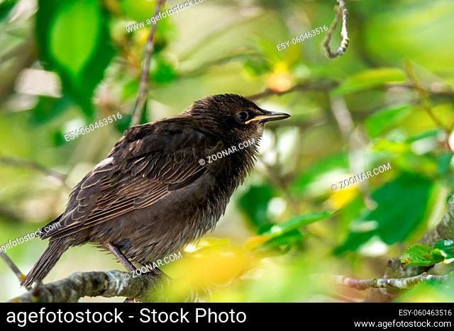 Closeup of a young starling bird sitting on the twig of a tree