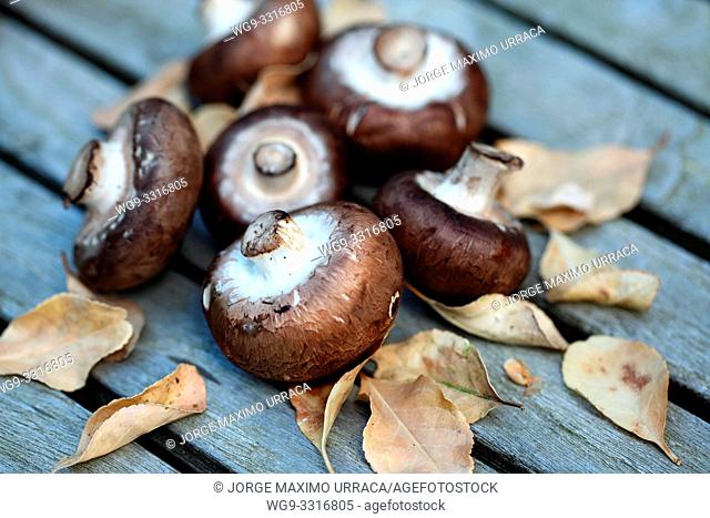 Mushrooms on a wooden table