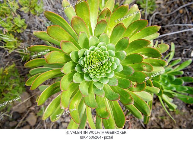 Spiral shaped arranged green leaves, aeonium haworthii, El Teide National Park, Tenerife, Canary Islands, Spain