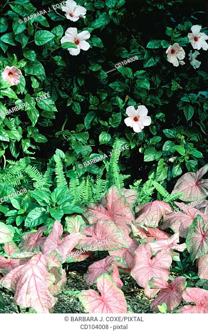 Hibiscus (Hibiscus rosa-sinensis) and Fancy-Leaved Caladium (Caladium hortulanum)