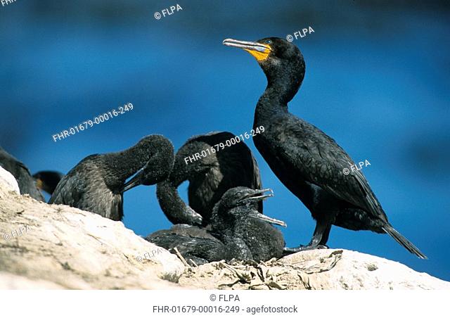 Cape Cormorant Phalacroxorax capensis Adult with chicks - Lambert's Bay, South Africa