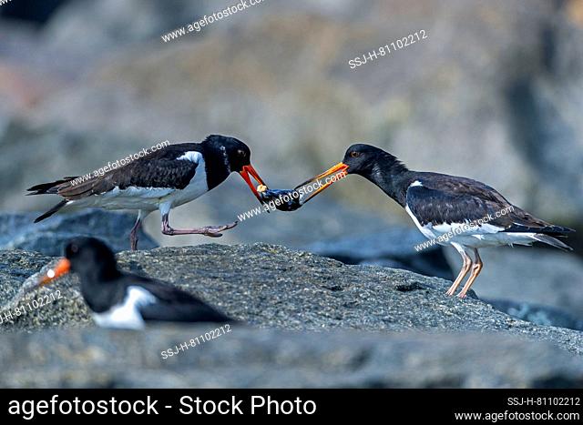 Jealousy about food also exists among the Eurasian Oystercatchers (Haematopus ostralegus). In this case the right bird tries to steal the prey from the...