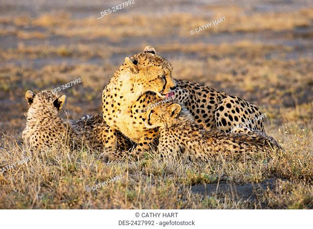 A cheetah laying with her young; Tanzania