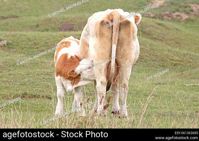 Thirsty calf drinking milk from her mother, selective focus