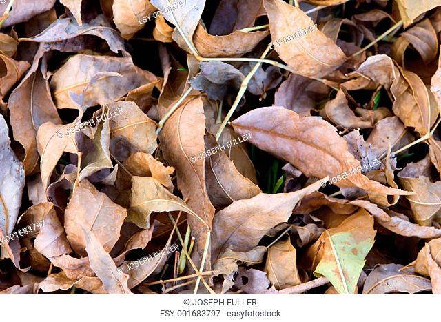 Dry Fallen Autumn Leaves Background