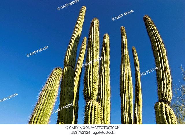 Organ Pipe Cactus National Monument, Arizona