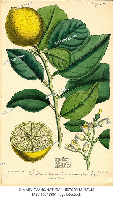 Illustration from Botanical magazine, No.6745, by J.N. Fitch. Held in the Botany Library at the Natural History Museum, London