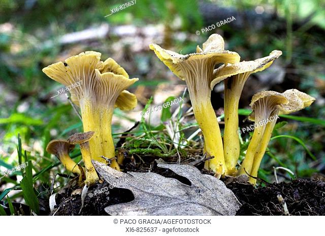 Muhsrooms (Craterellus tubaeformis) in oakwood. Riaza, Segovia, Spain