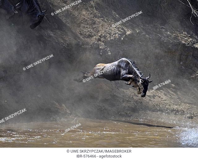 Gnu, Blue Wildebeest (Connochaetes taurinus), gnu migration, gnu jumping into the Mara River, Masai Mara, Kenya