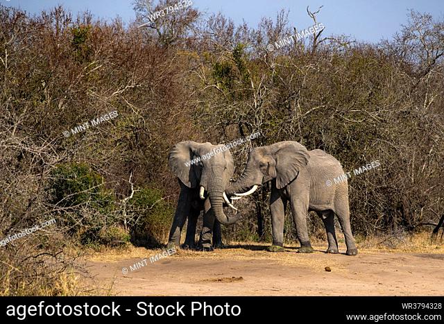 Two elephants, Loxodonta africana, greet each other