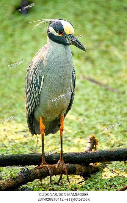 Yellow-crowned night-heron in a swamp