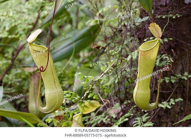 Nepenthes distillatoria - pitcher plant, sri lanka