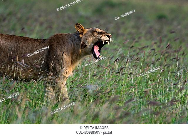 Young lion (Panthera leo) yawning, Tsavo, Coast, Kenya