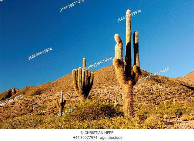 Cardones, Cactus, Parque Nacional Los Cardones , near Cachi, Valles Calchaquies, Salta, Argentina, South America
